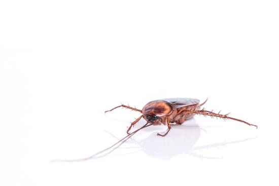 How High Can Cockroaches Fall From?