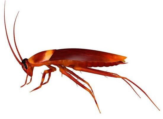 How Much Do Cockroach Exterminators Cost?