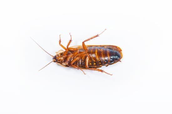 Where Does Cockroaches Come From?