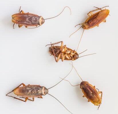 What to Do When You Find a Cockroach