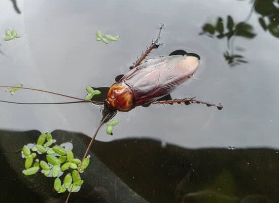 Can Cockroaches Heal Theirself?