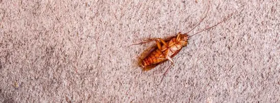 Can Cockroaches See You?