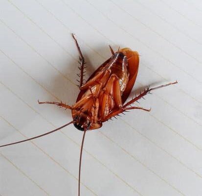 How Long Can Cockroaches Live in the Cold?