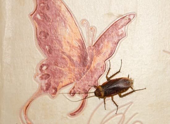 Can a Cockroach Live in Water?