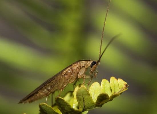 Cockroaches Survive Nuclear Radiation