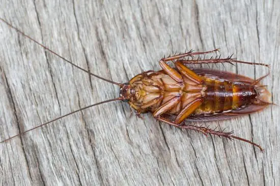 Can I Sleep With a Cockroach in My Room?
