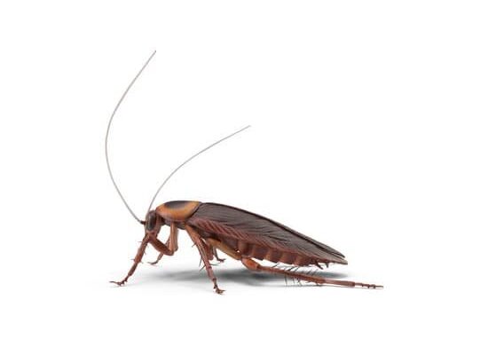 Why Are Cockroaches Called Cockroaches?