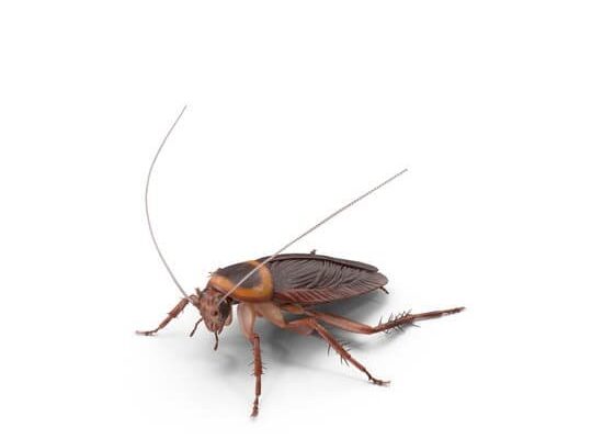 Where is the German Cockroach From?