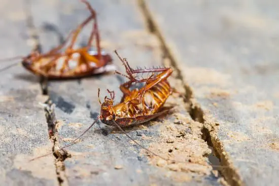 Can Cockroaches Eat Humans?