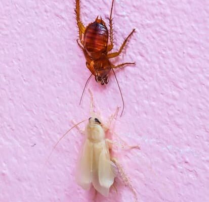 Which Cockroach is the Worst?