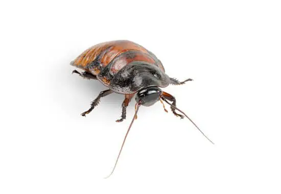 Do Cockroach Have Wings?