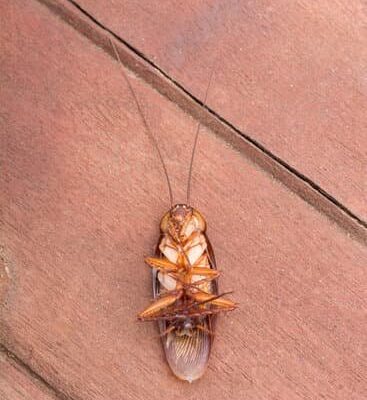 Cockroach – To Which Phylum Does Cockroach Belong?