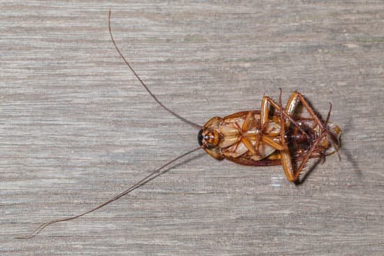 Do Cockroaches Carry Diseases?