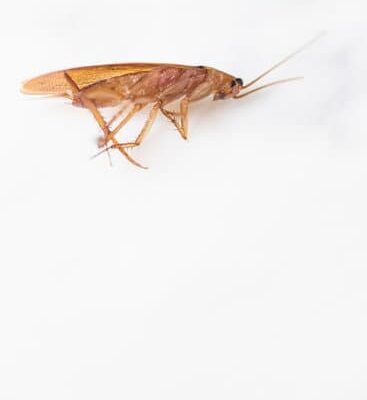 What Time Do Cockroaches Come Out at Night?