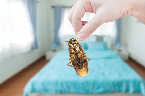 Can Cockroaches Be White?