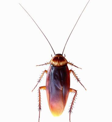 How Much Does Cockroach Treatment Cost?