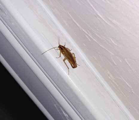 How Do Cockroach Infestations Start?