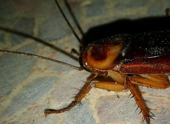 What Does a Cockroach Look Like?