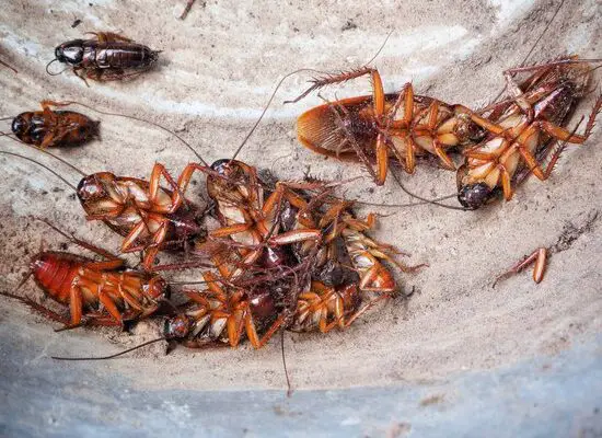 Will Cockroach Poison Kill Rats?