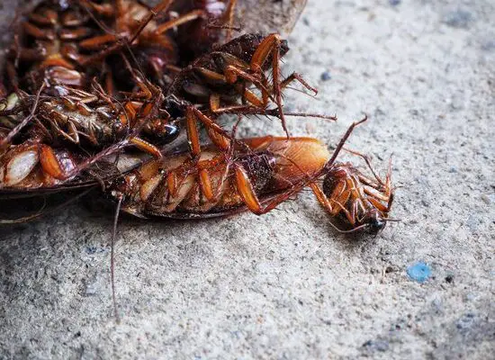 Can You Sleep With Cockroaches?