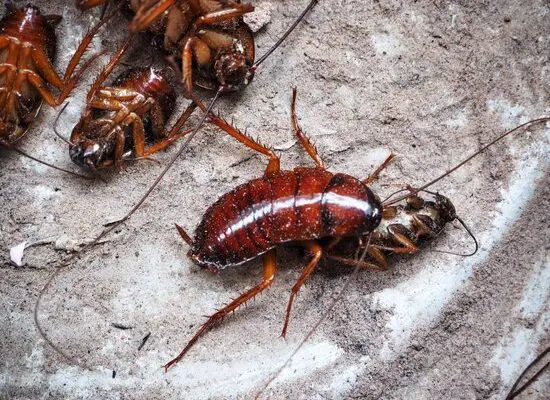 How Do Cockroaches Come Out at Night?