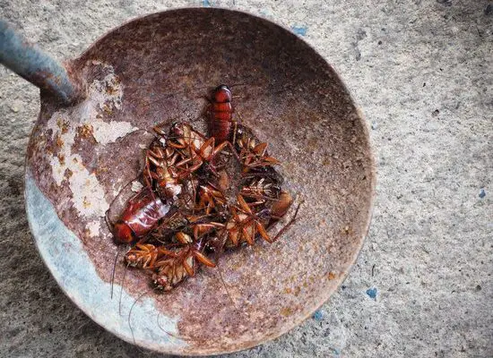 Can Vinegar Kill Cockroaches?