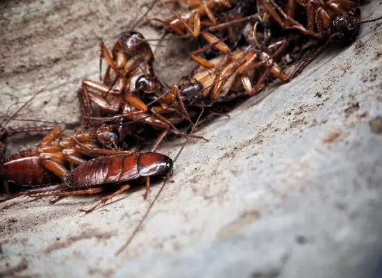 How Fast Do Cockroach Eggs Hatch?