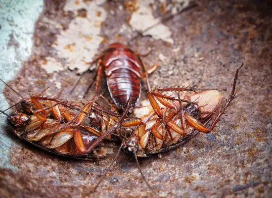 Cockroach Bait
