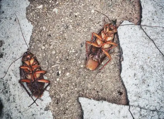 Cockroach Survival Facts