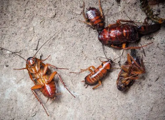 How Can a Cockroach Get in Your Nose?