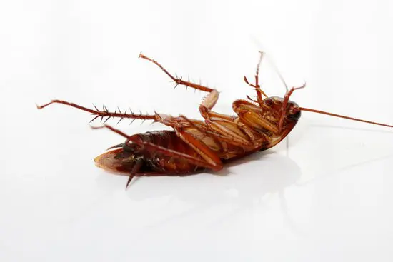 What Can a Cockroach Do to You?