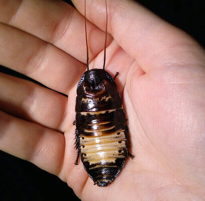 How Long Can a Cockroach Live Without Water?