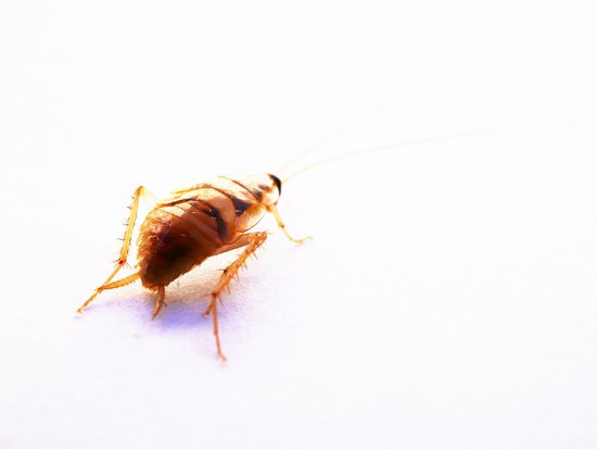 can roaches travel on your clothes