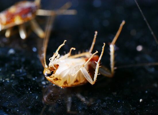 Cockroach Eyes