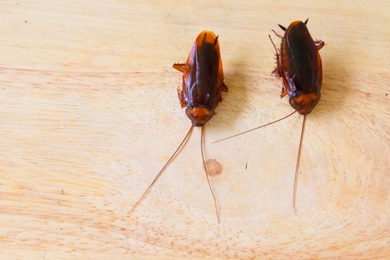 what-is-the-scientific-name-for-cockroach-pestwhisperer