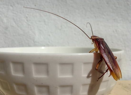 How Big Are Cockroaches?