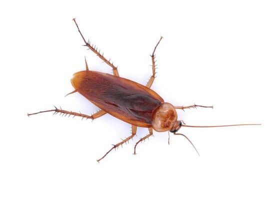 How Much to Exterminate Cockroaches?