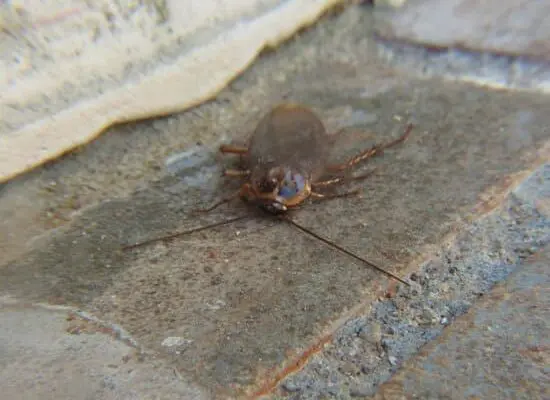 How to Get Rid of Cockroaches in the Kitchen