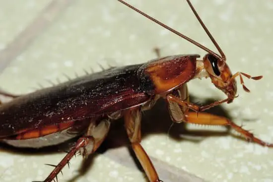 How Cockroach Nymphs Reproduce
