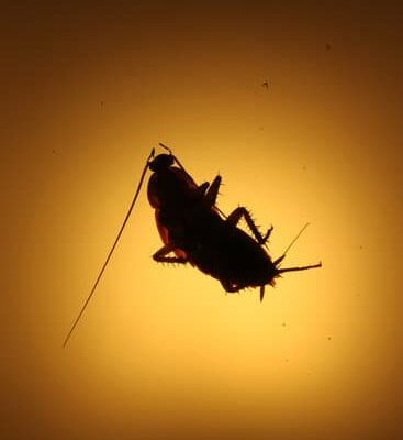 How Do Cockroaches Infest Your Home?