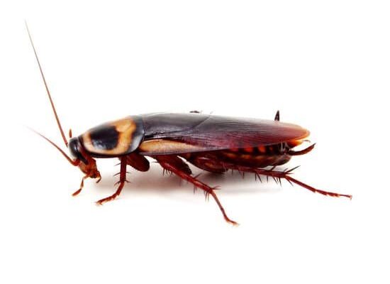 Why Are Cockroaches Bad For Your Health?