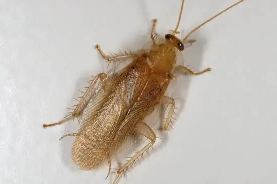 How Long Can a Cockroach Live Upside Down?