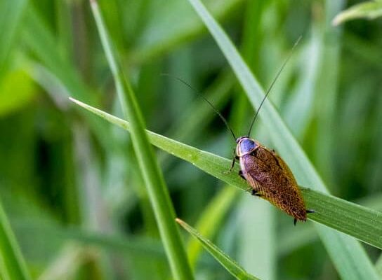 What Does a Cockroach Symbolize?