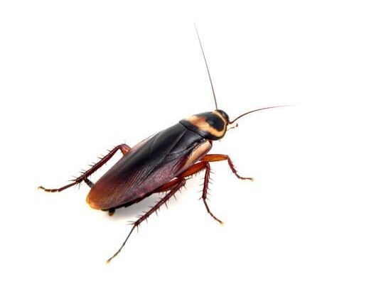 How Much Does Cockroach Control Cost?