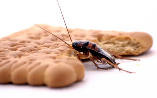 What Temperature Do Cockroaches Like?