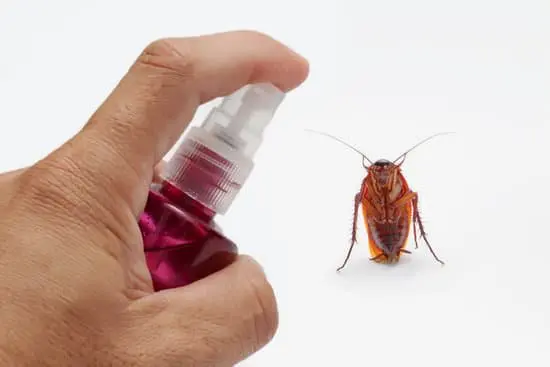 Are Cockroaches Good For Anything?