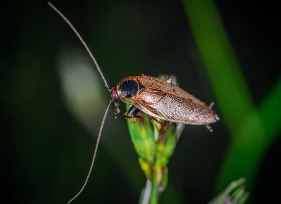 Are Cockroaches Common in Florida?