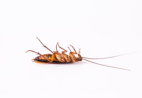 Which Hit is Best For Cockroaches?