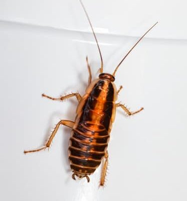 What is the Hardest Cockroach to Get Rid of?