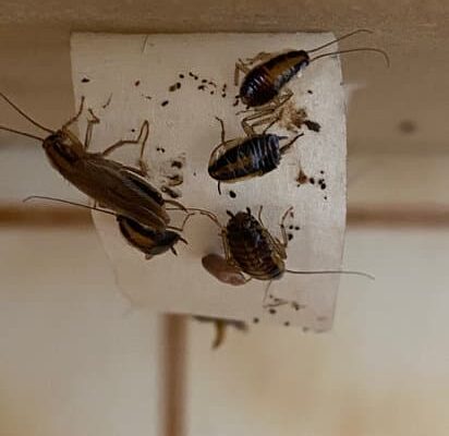 Why Do Cockroaches Turn Upside Down?